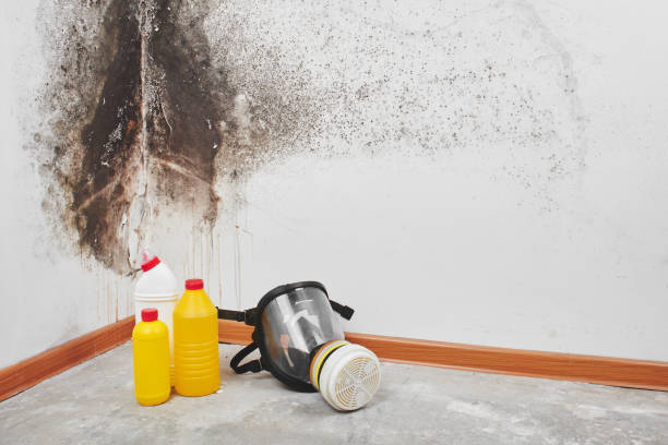 Best Emergency Mold Removal  in Thornville, OH