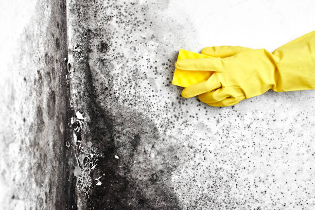 Best Professional Mold Removal  in Thornville, OH