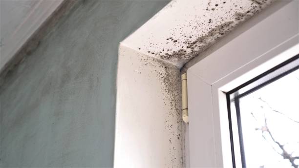 Mold Removal Process in Thornville, OH
