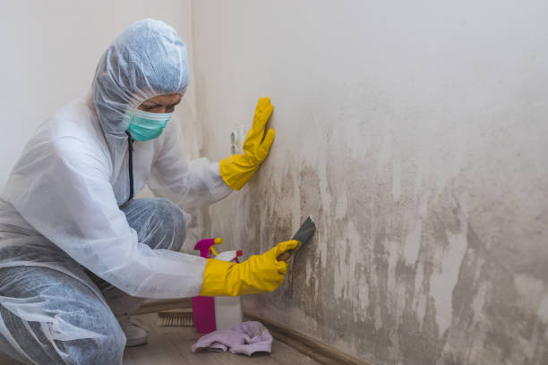 Best Commercial Mold Removal  in Thornville, OH