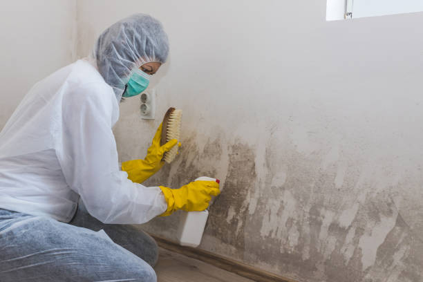 Best Local Mold Removal Service  in Thornville, OH