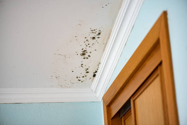 Best Local Mold Removal Service  in Thornville, OH