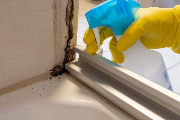Best Mold Removal Process  in Thornville, OH