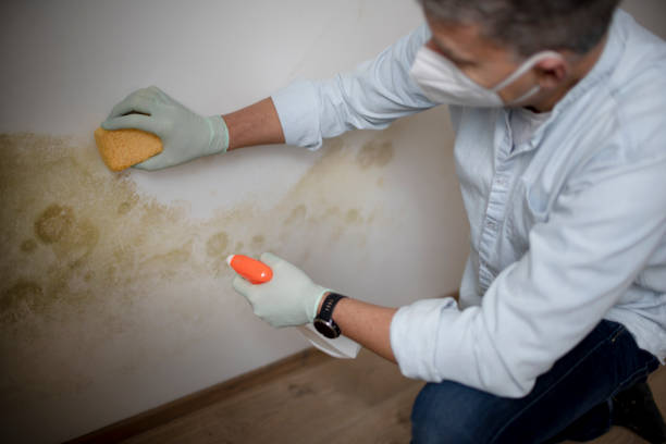 Best Affordable Mold Removal  in Thornville, OH