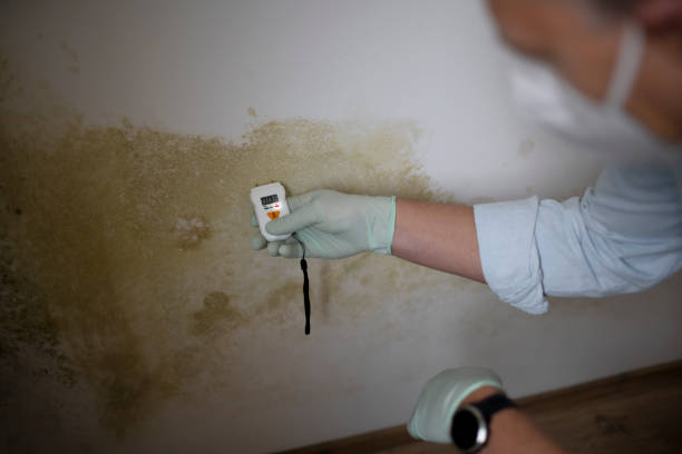 Best Mold Removal Company Near Me  in Thornville, OH