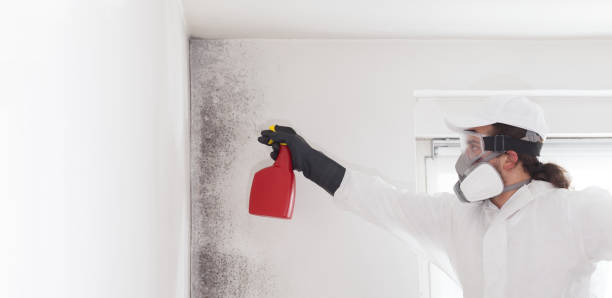 Best Best Mold Removal Companies  in Thornville, OH