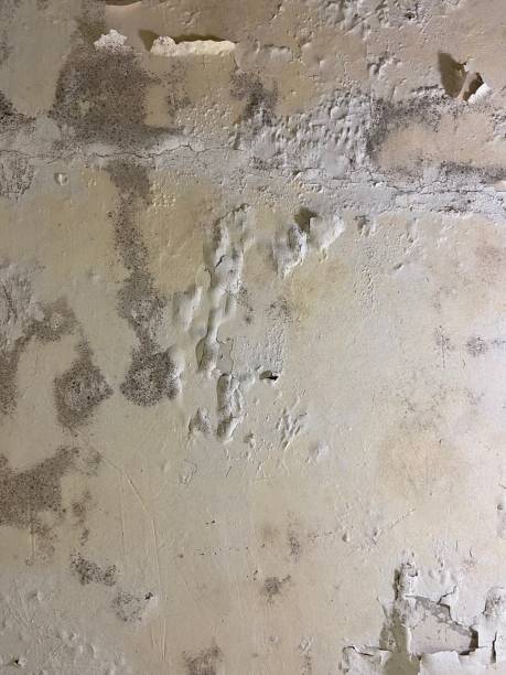 Best Black Mold Removal  in Thornville, OH