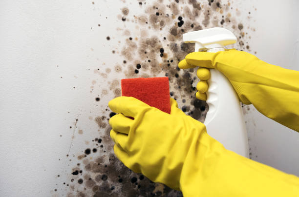 Best Fast Mold Removal  in Thornville, OH