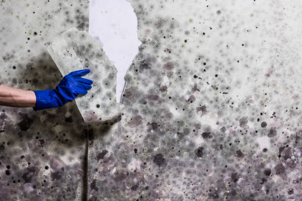 Reliable Thornville, OH Mold Removal Solutions